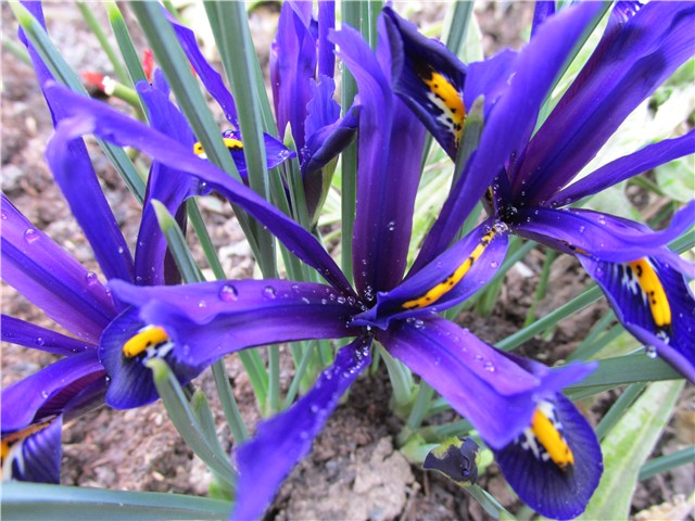 iris mini